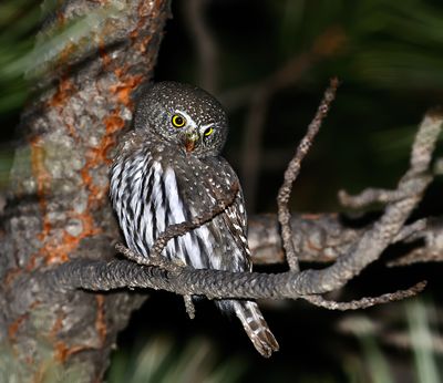 Northern Pygmy-Owl