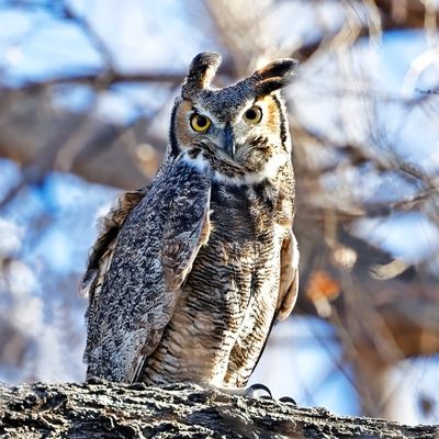 Great Horned Owl