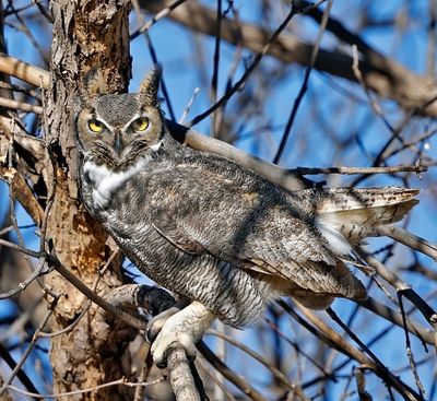 Great Horned Owl