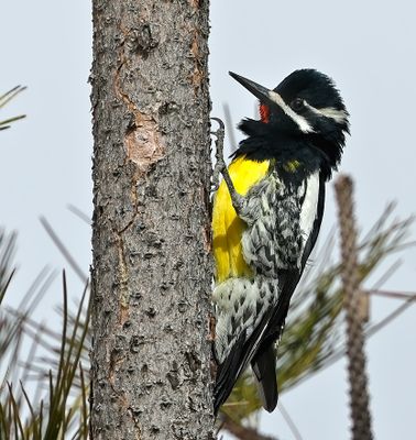 Williamson's Sapsucker 