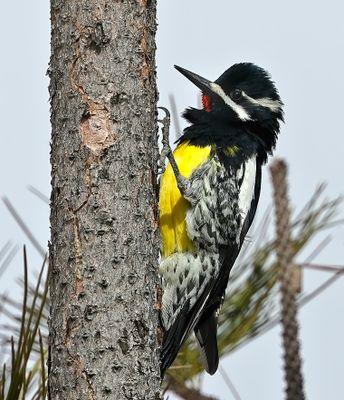 Williamson's Sapsucker