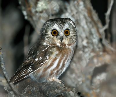 Northern Saw-whet Owl