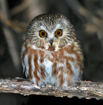 Northern Saw-whet Owl