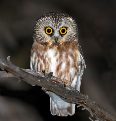 Northern Saw-whet Owl