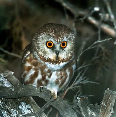 Northern Saw-whet Owl