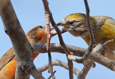 Red Crossbills