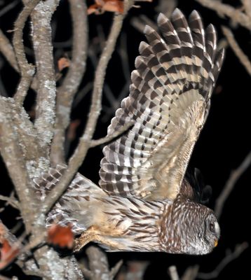 Barred Owl