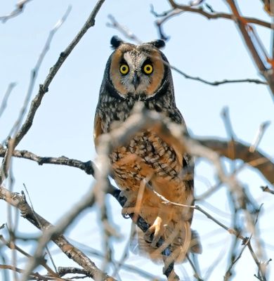 Long-eared Owl