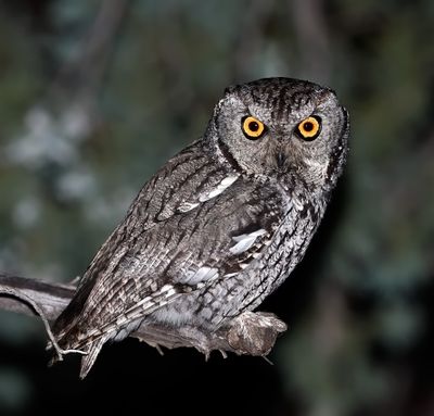 Western Screech-Owl