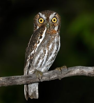 Elf Owl