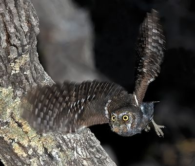 Elf Owl