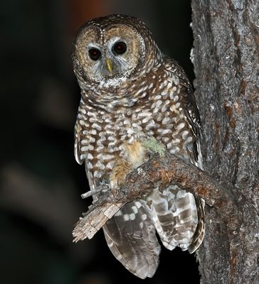 Spotted Owl