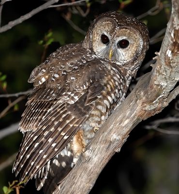 Spotted Owl