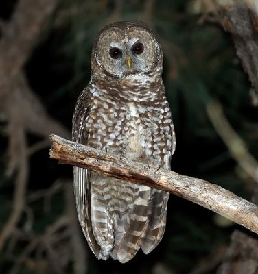 Spotted Owl