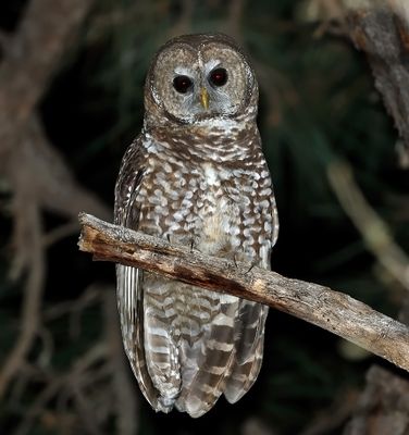 Spotted Owl