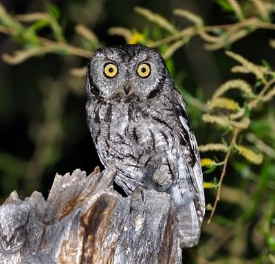 Western Screech-Owl