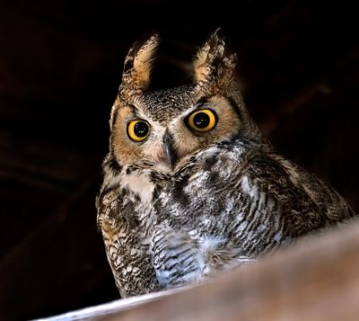 Great Horned Owl