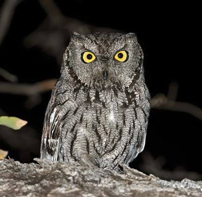 Western Screech-Owl