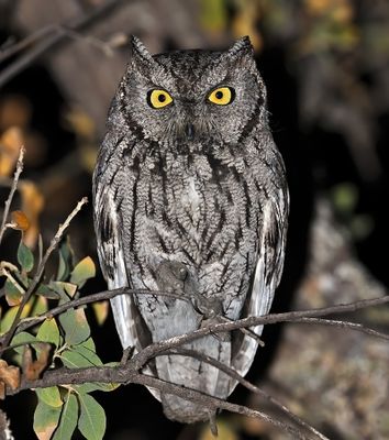 Western Screech-Owl