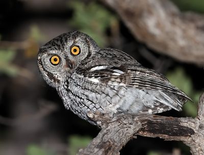 Western Screech-Owl