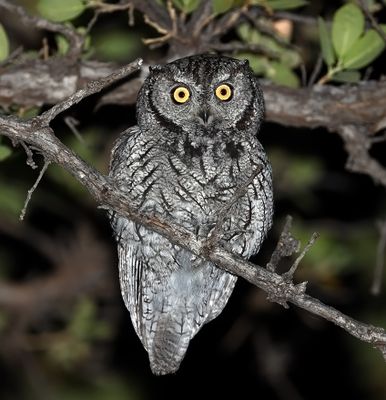 Western Screech-Owl