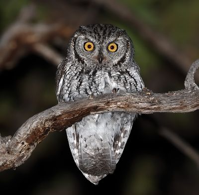 Western Screech-Owl