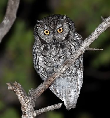 Western Screech-Owl