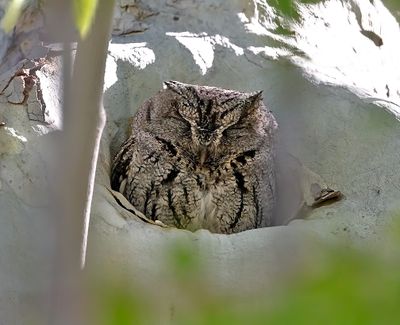 Whiskered Screech-Owl