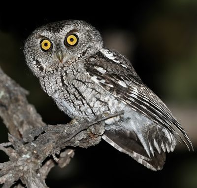 Whiskered Screech-Owl