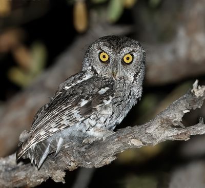 Whiskered Screech-Owl