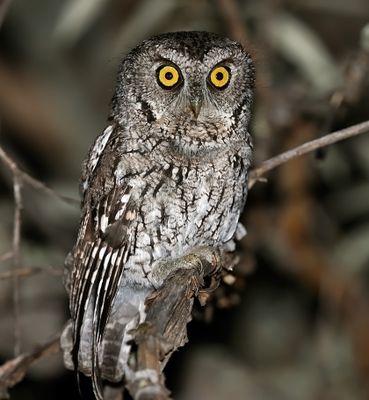 Whiskered Screech-Owl