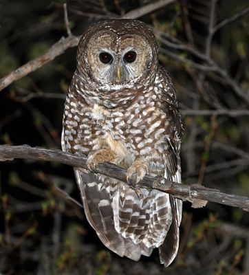 Spotted Owl