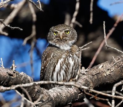 Mountain Pygmy-Owl