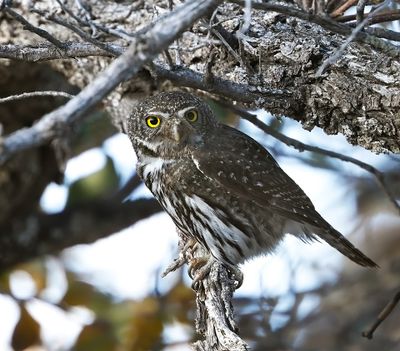 Mountain Pygmy-Owl