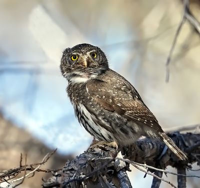 Mountain Pygmy-Owl