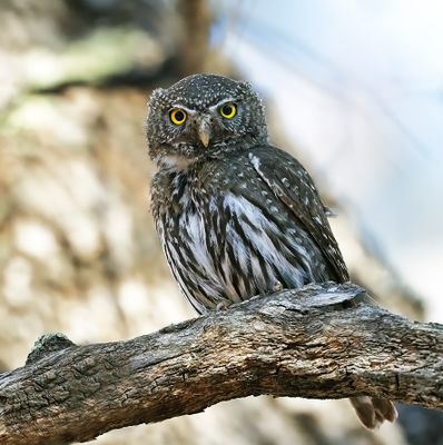 Mountain Pygmy-Owl