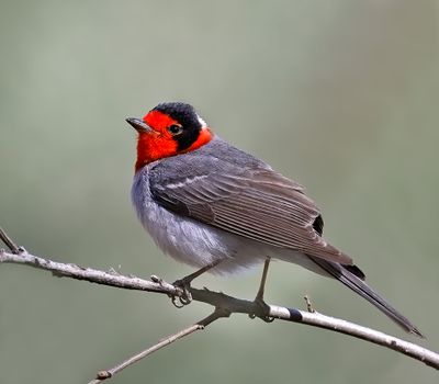 Red-faced Warbler