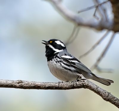 Black-throated Gray Warbler