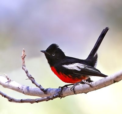 Painted Redstart