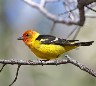 Western Tanager