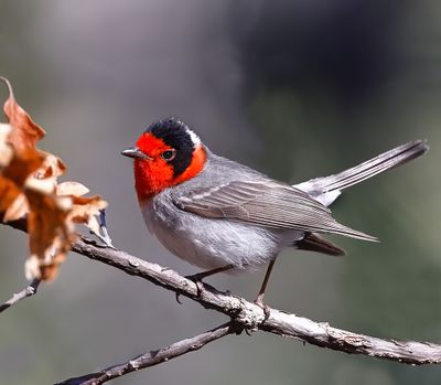 Red-faced Warbler 