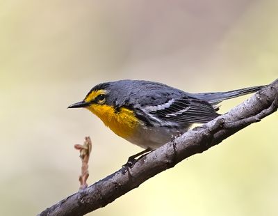 Grace's Warbler