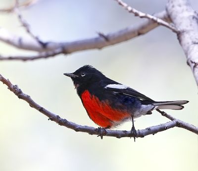 Painted Redstart