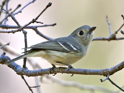 Vireos
