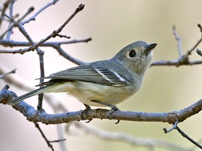 Hutton's Vireo