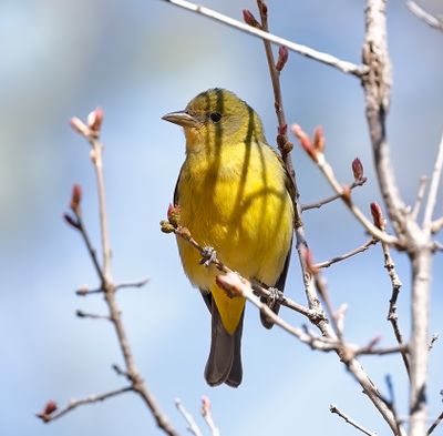 Western Tanager