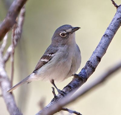 Plumbeous Vireo