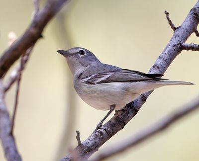 Plumbeous Vireo