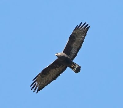 Zone-tailed Hawk