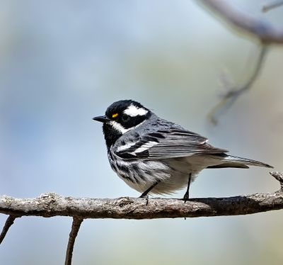 Black-throated Gray Warbler